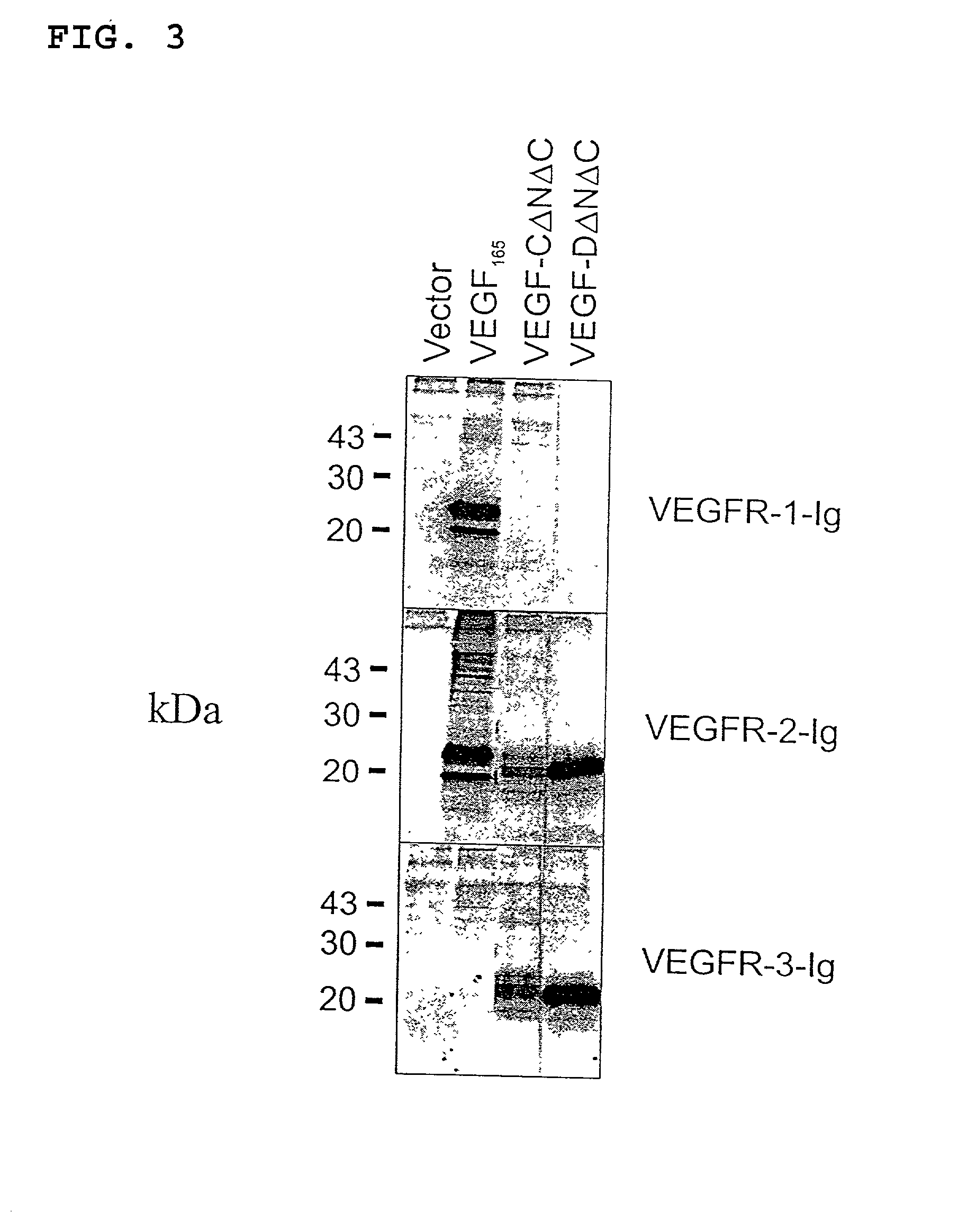 Expression vectors and cell lines expressing vascular endothelial growth factor d, and method of treating melanomas