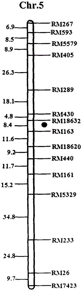 An SSR marker linked to the LRGPP-related rice stem nematode resistance QTL on chromosome 5 and its application