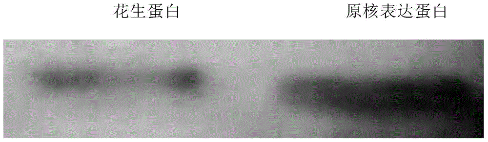 Non-closed protein blotting method for quickly detecting low-abundance proteins