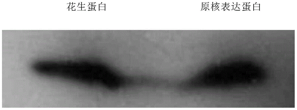 Non-closed protein blotting method for quickly detecting low-abundance proteins