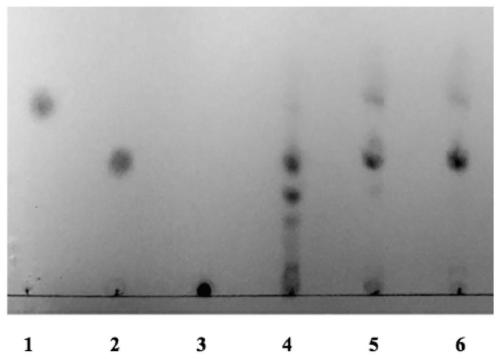 Beta-agarase, and gene and application thereof