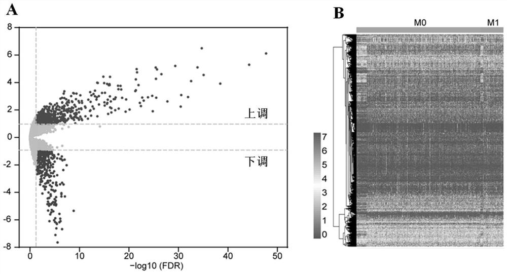 Prognostic marker and prognostic risk assessment model for metastatic colon adenocarcinoma and application of prognostic marker and prognostic risk assessment model