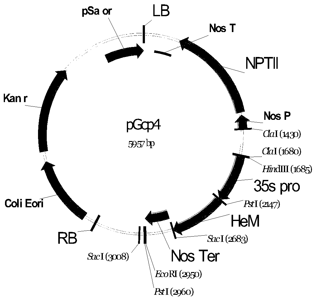 Method for acquiring transgenic antibacterial peptide chlorella mediated by magnetic nanoparticles