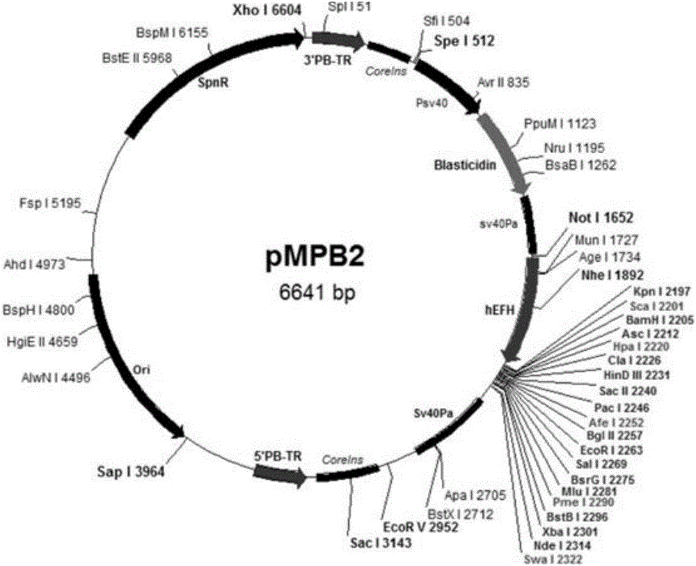 Transposon carrier and system for preparing immortalized cell and usage method thereof