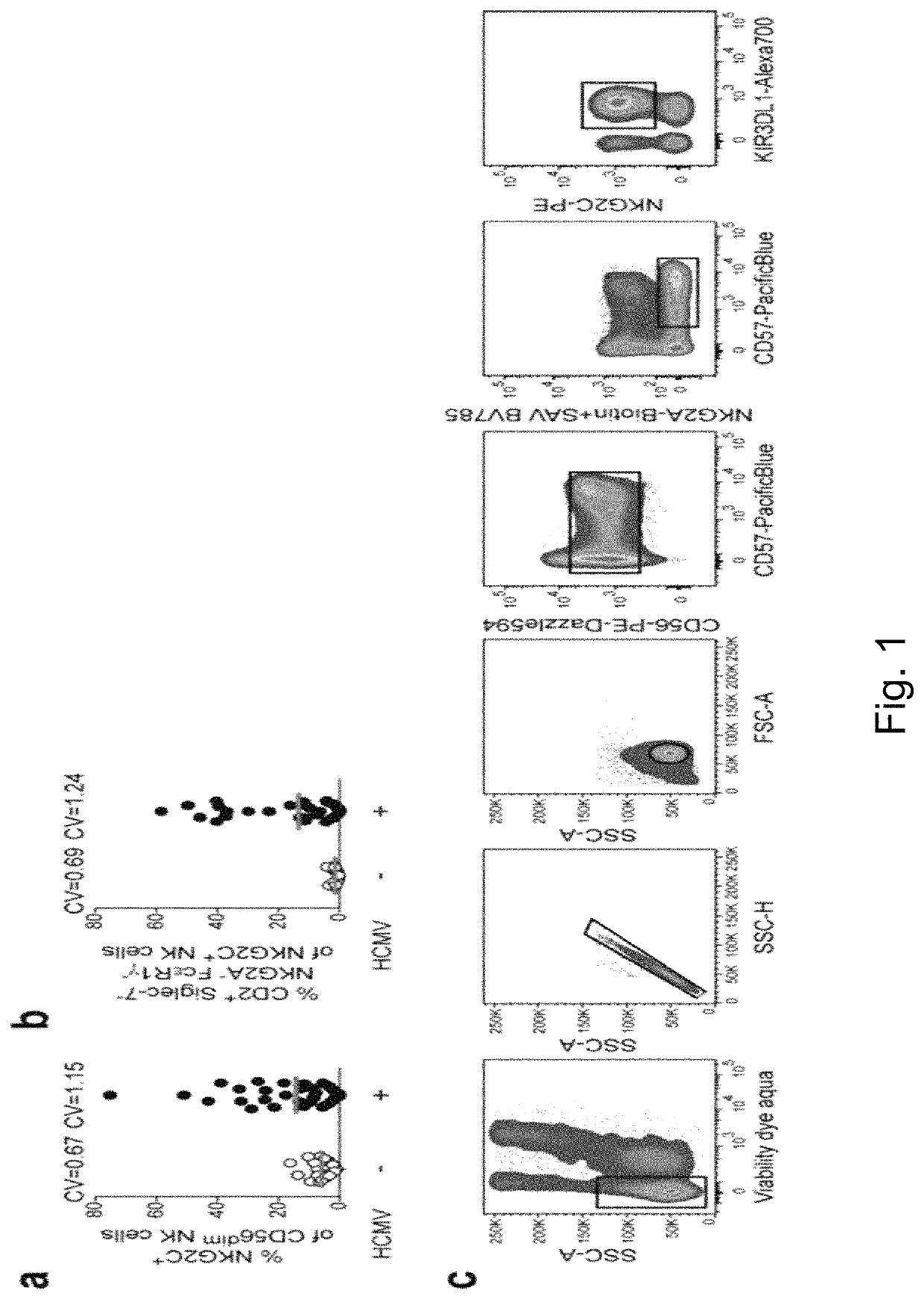 Activation and expansion of NKG2C+ NK cells