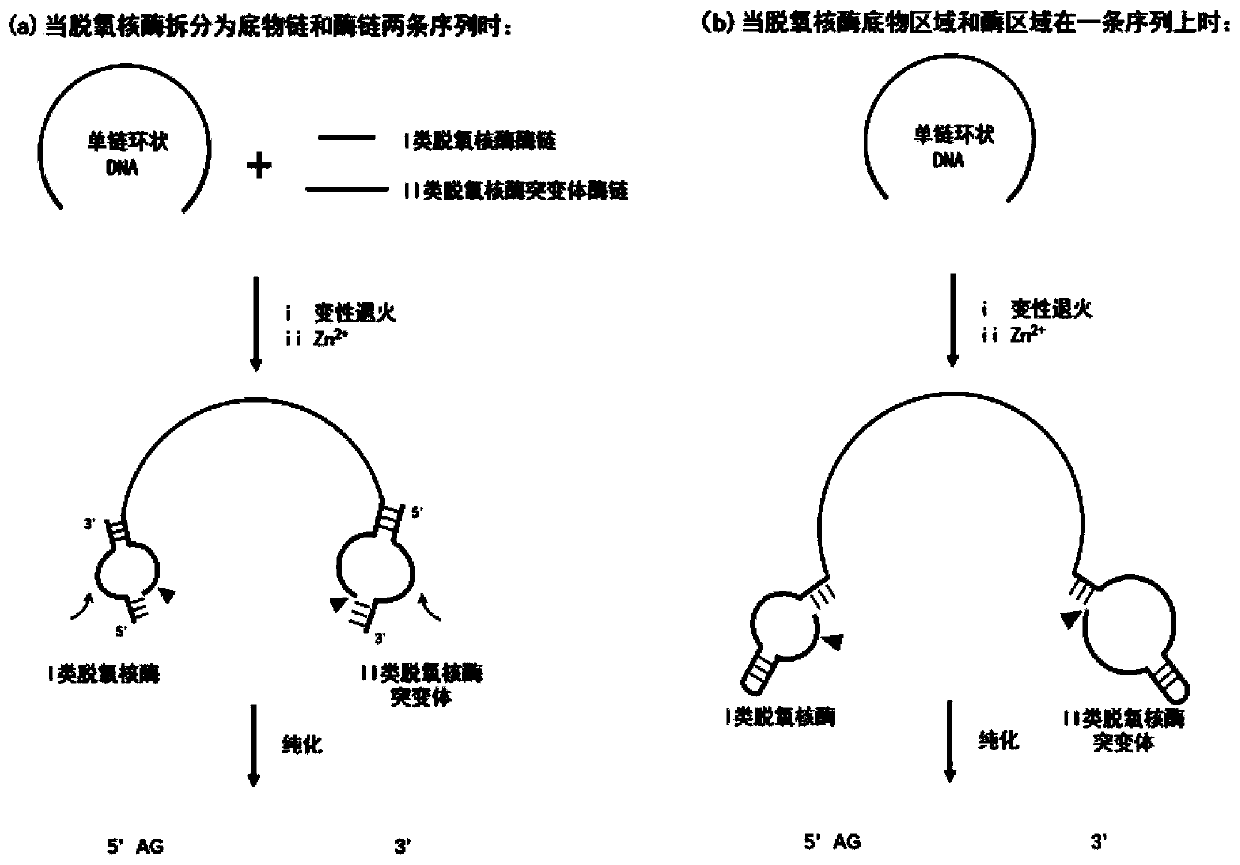 Preparation method of long single-chain DNA