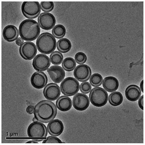 Active peptide composition for promoting hair growth and application of active peptide composition