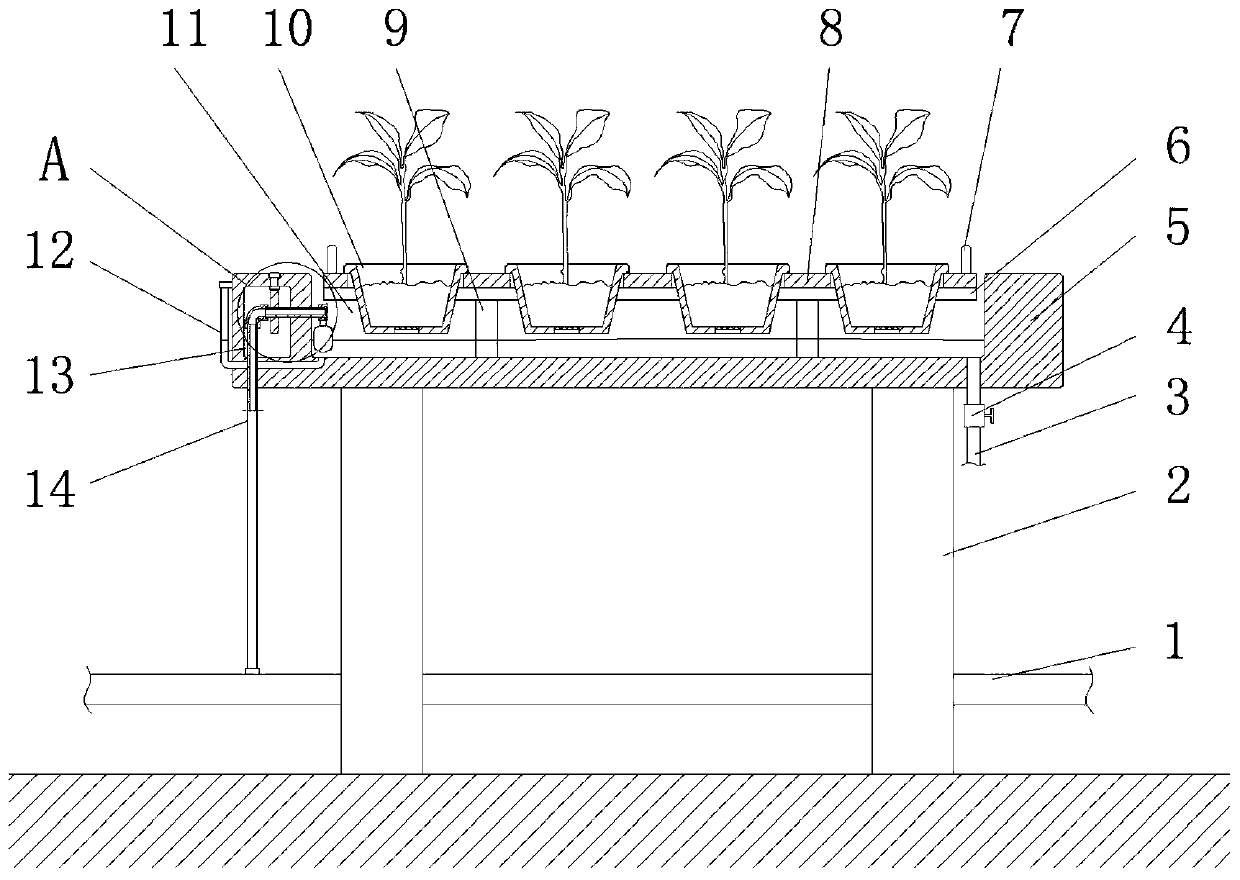 Efficient seedling raising device for euscaphis japonica