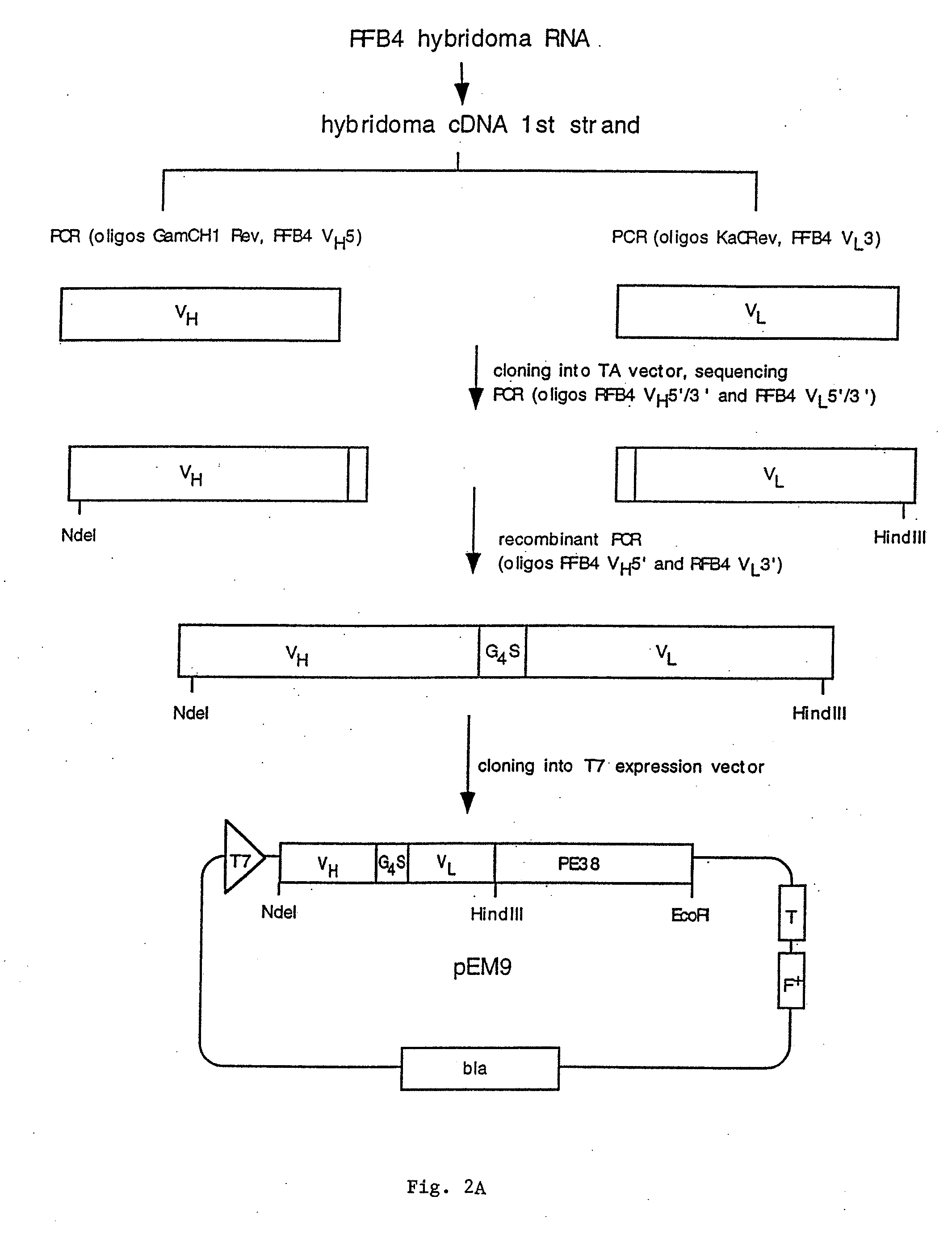 Recombinant antibodies and immunoconjugates targeted to cd-22 bearing cells and tumors