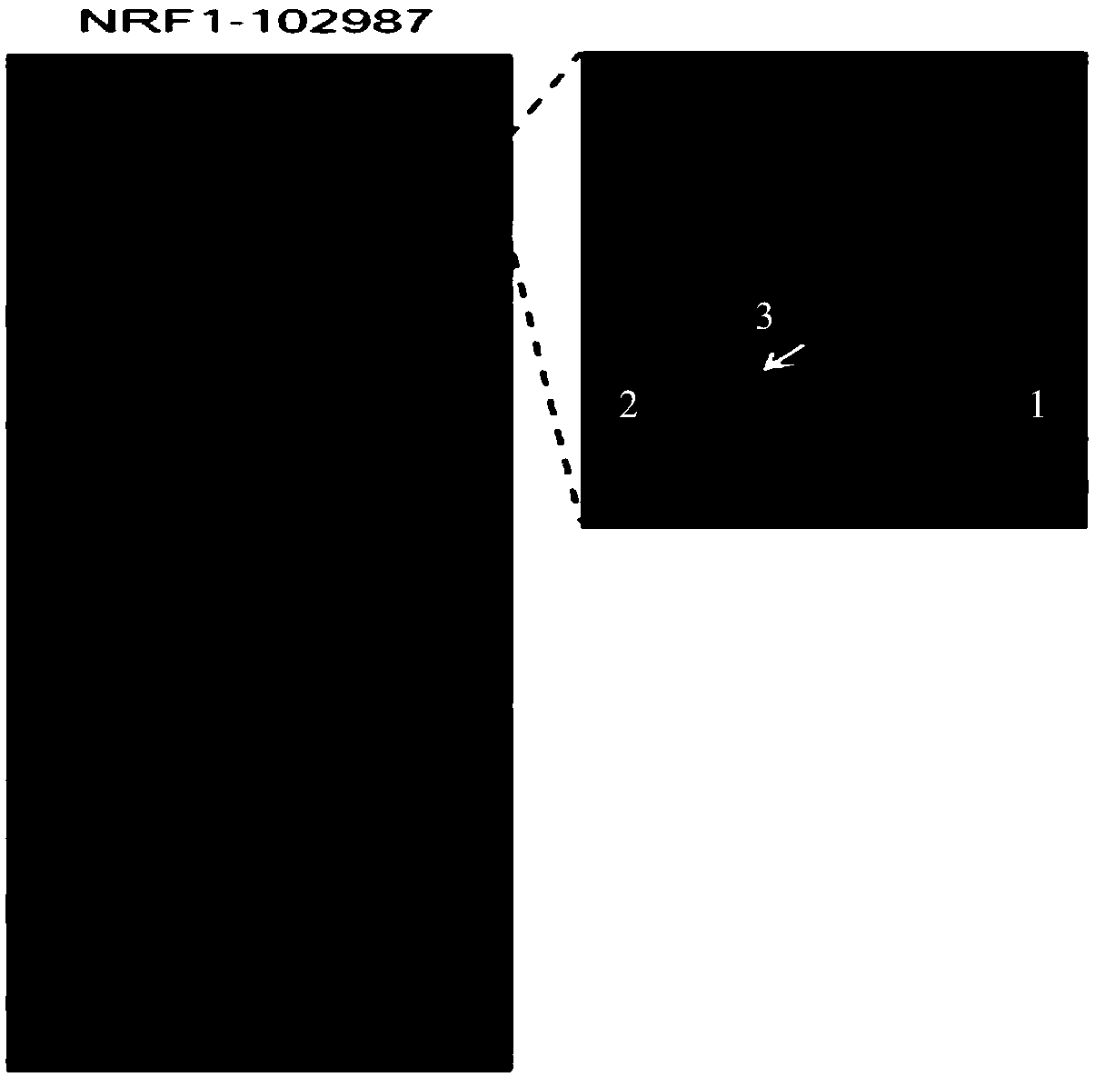 Tuberculosis proteins interacting with human protein NRF1 and applications of tuberculosis proteins