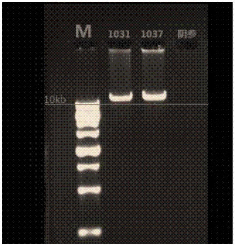 A mitochondrial genome library based on high-throughput sequencing and its construction method