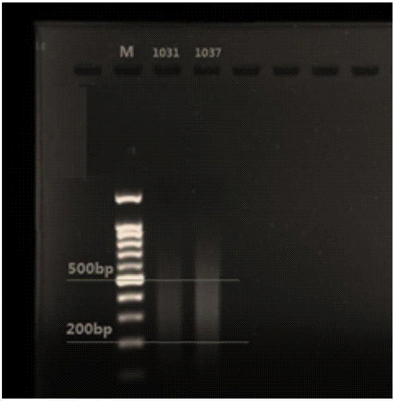 A mitochondrial genome library based on high-throughput sequencing and its construction method