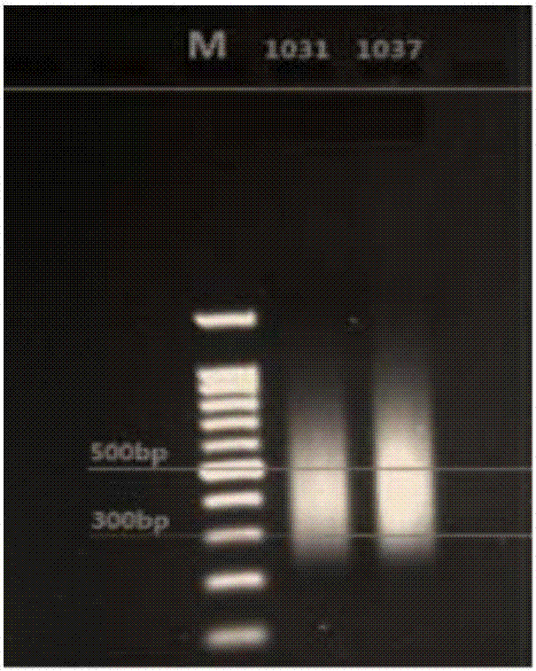 A mitochondrial genome library based on high-throughput sequencing and its construction method