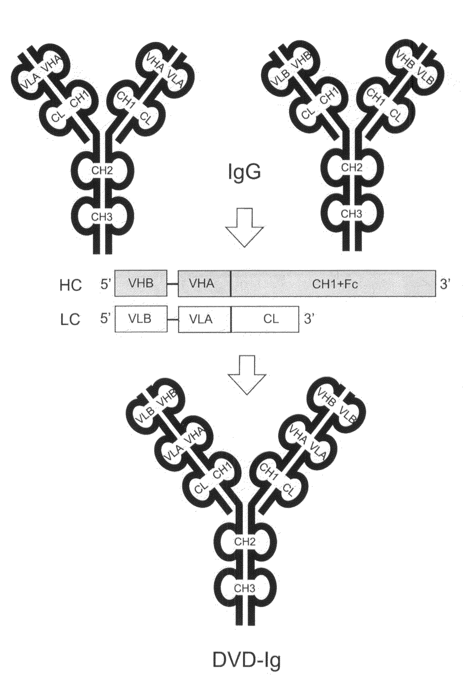 Dual variable domain immunoglobulin and uses thereof