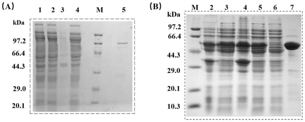 Multienzyme complex as well as construction method and application thereof