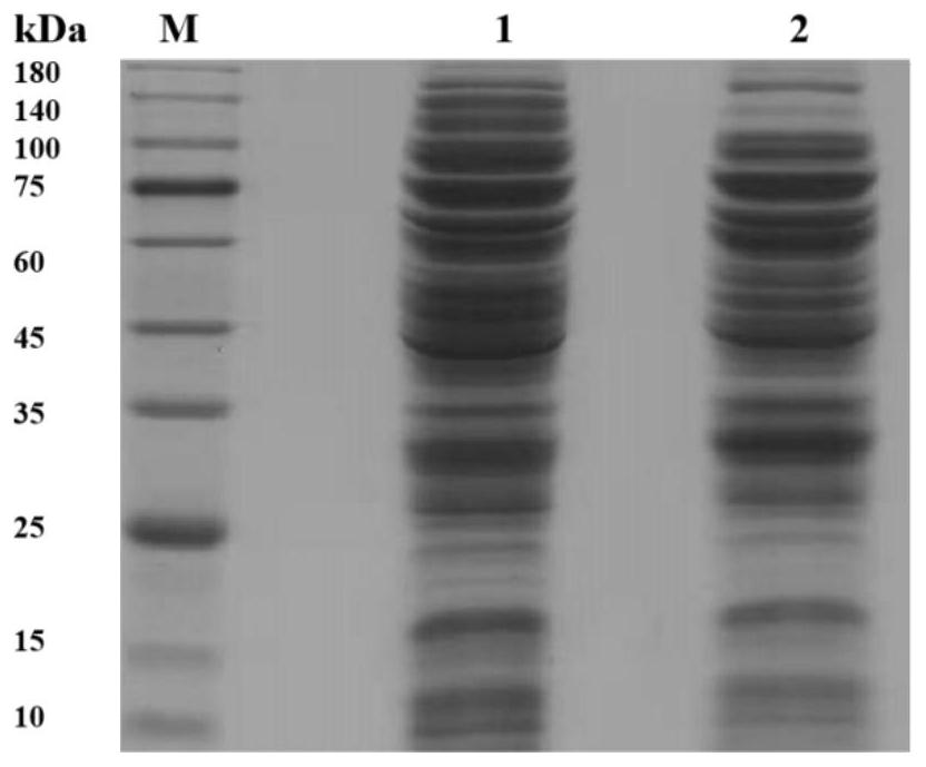 Multienzyme complex as well as construction method and application thereof