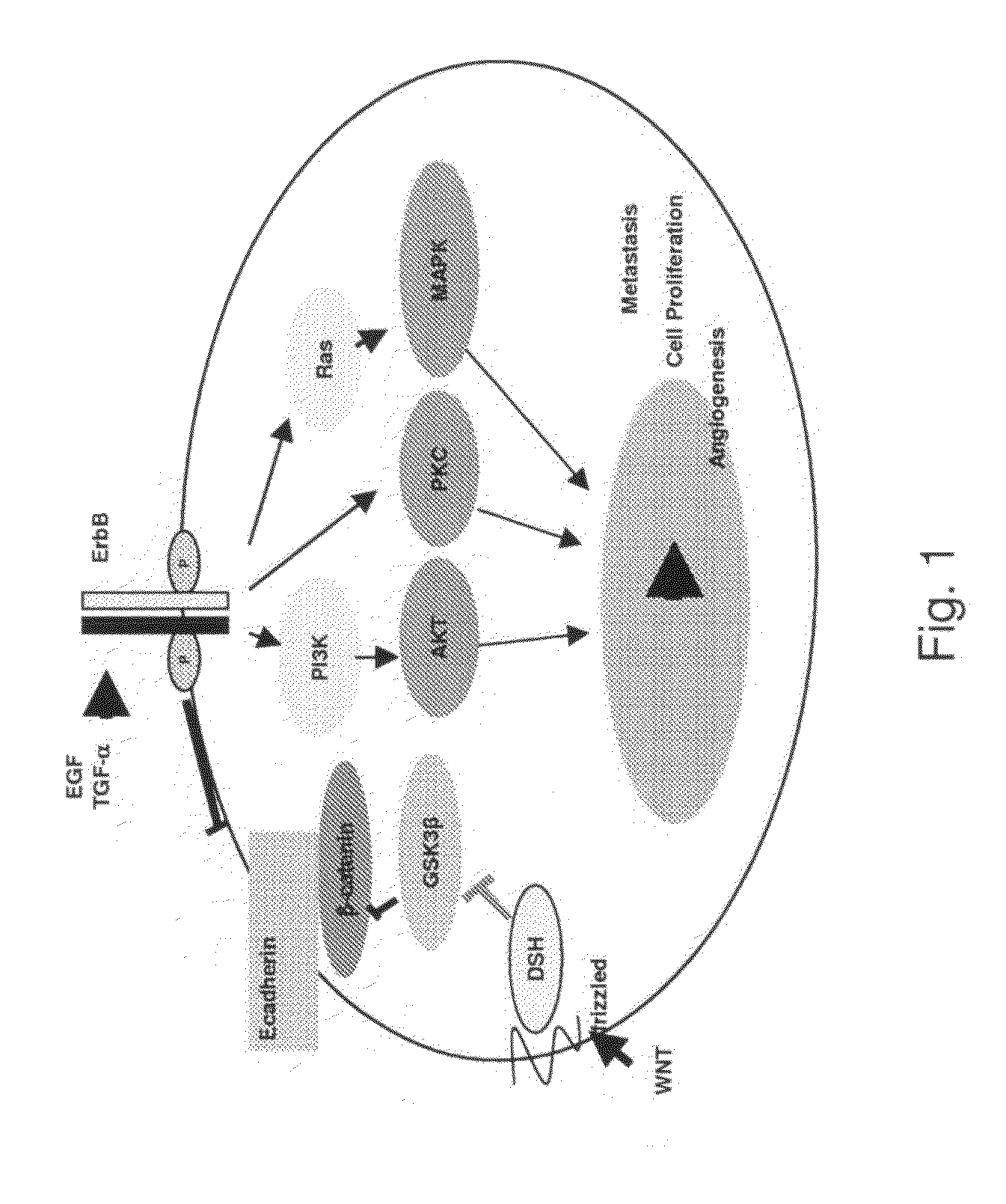 Gefitnib Sensitivity-Related Gene Expression and Products and Methods Related Thereto