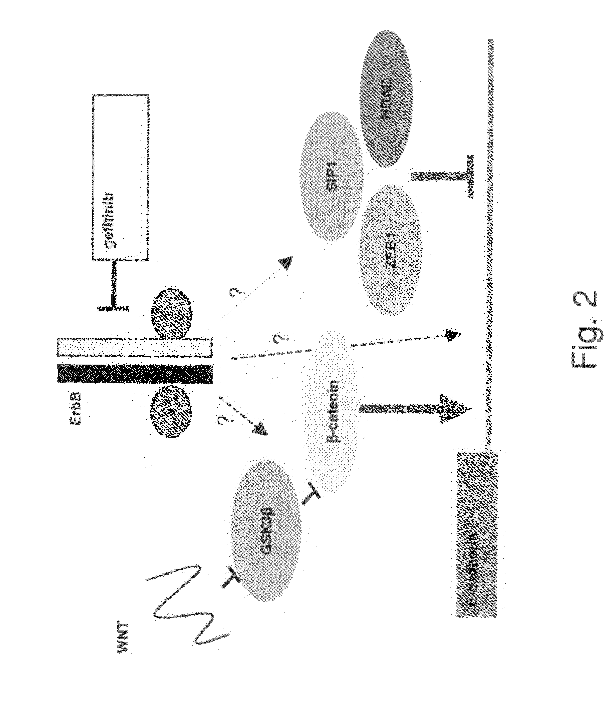 Gefitnib Sensitivity-Related Gene Expression and Products and Methods Related Thereto