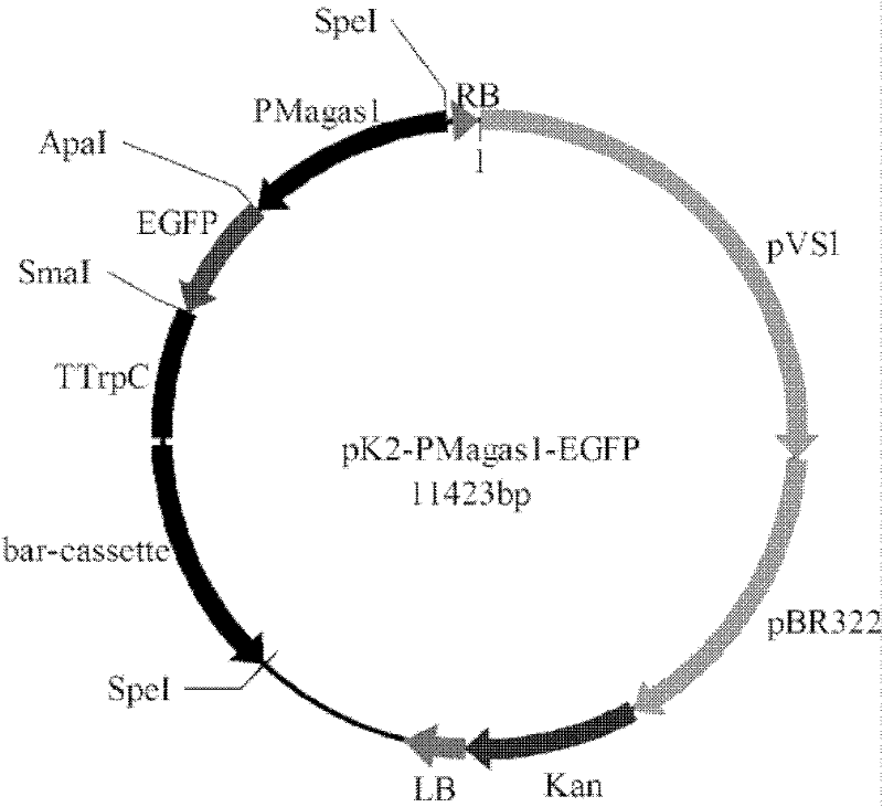 Specific promoter of pathogenic filamentous fungi and use thereof