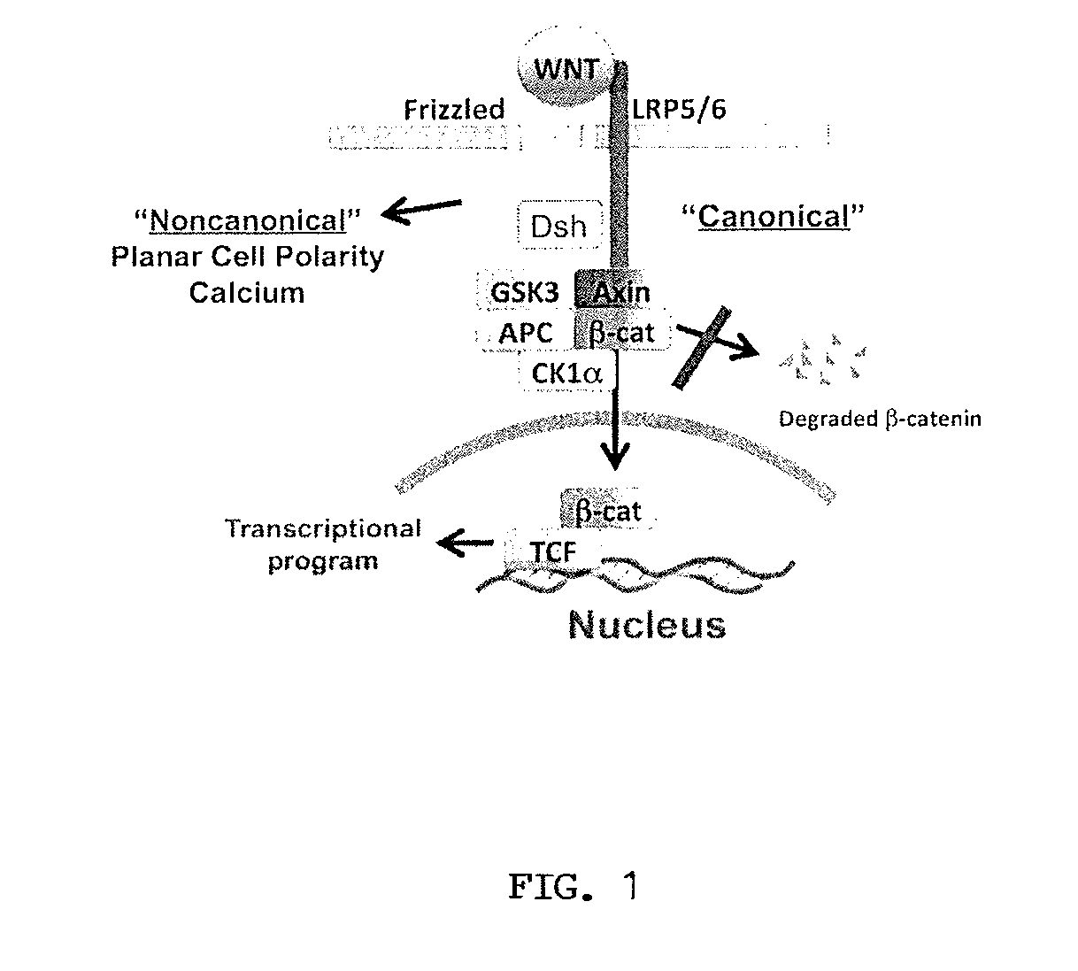 Methods of using an antibody to inhibit WNT-mediated cardiac remodeling