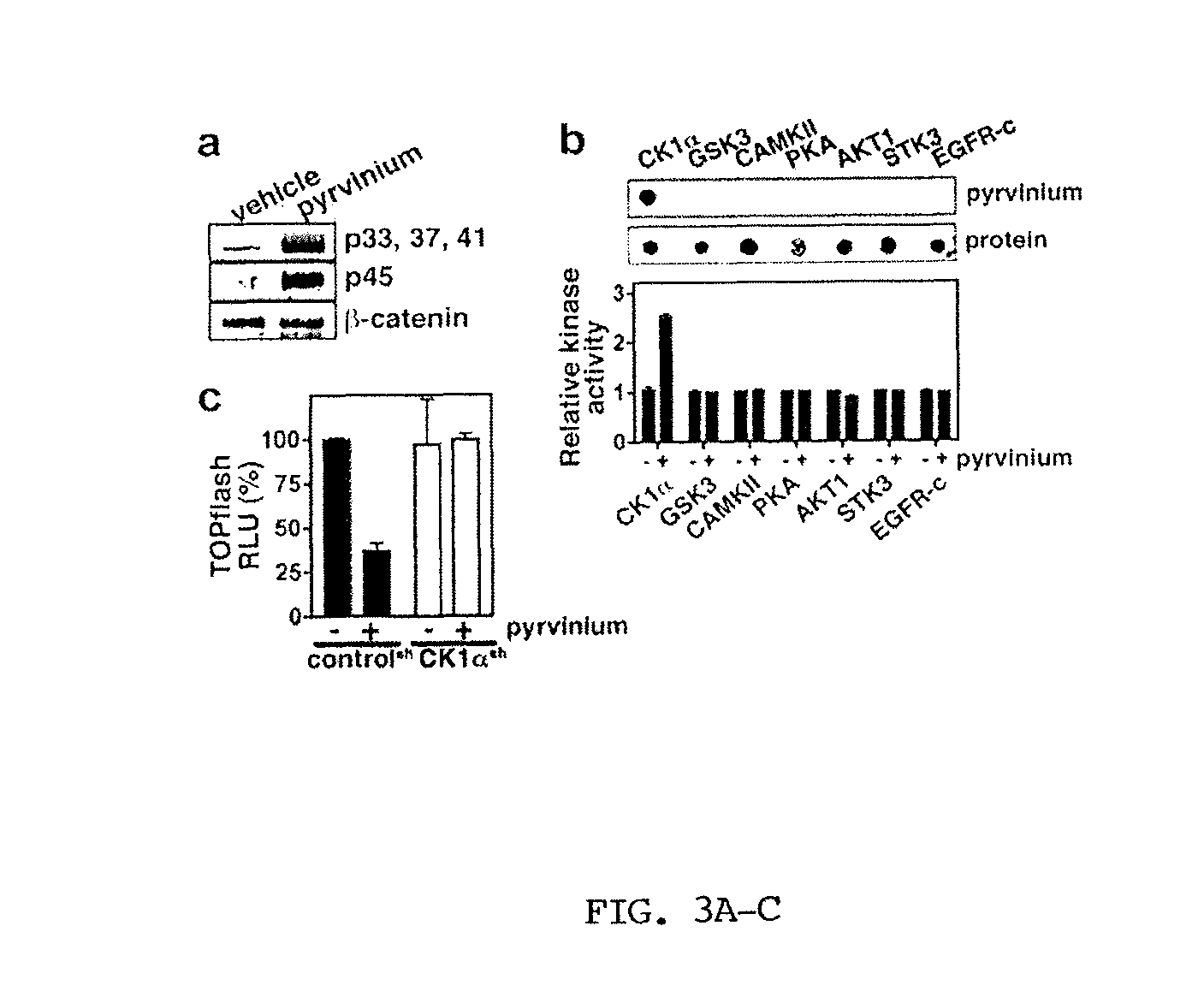 Methods of using an antibody to inhibit WNT-mediated cardiac remodeling