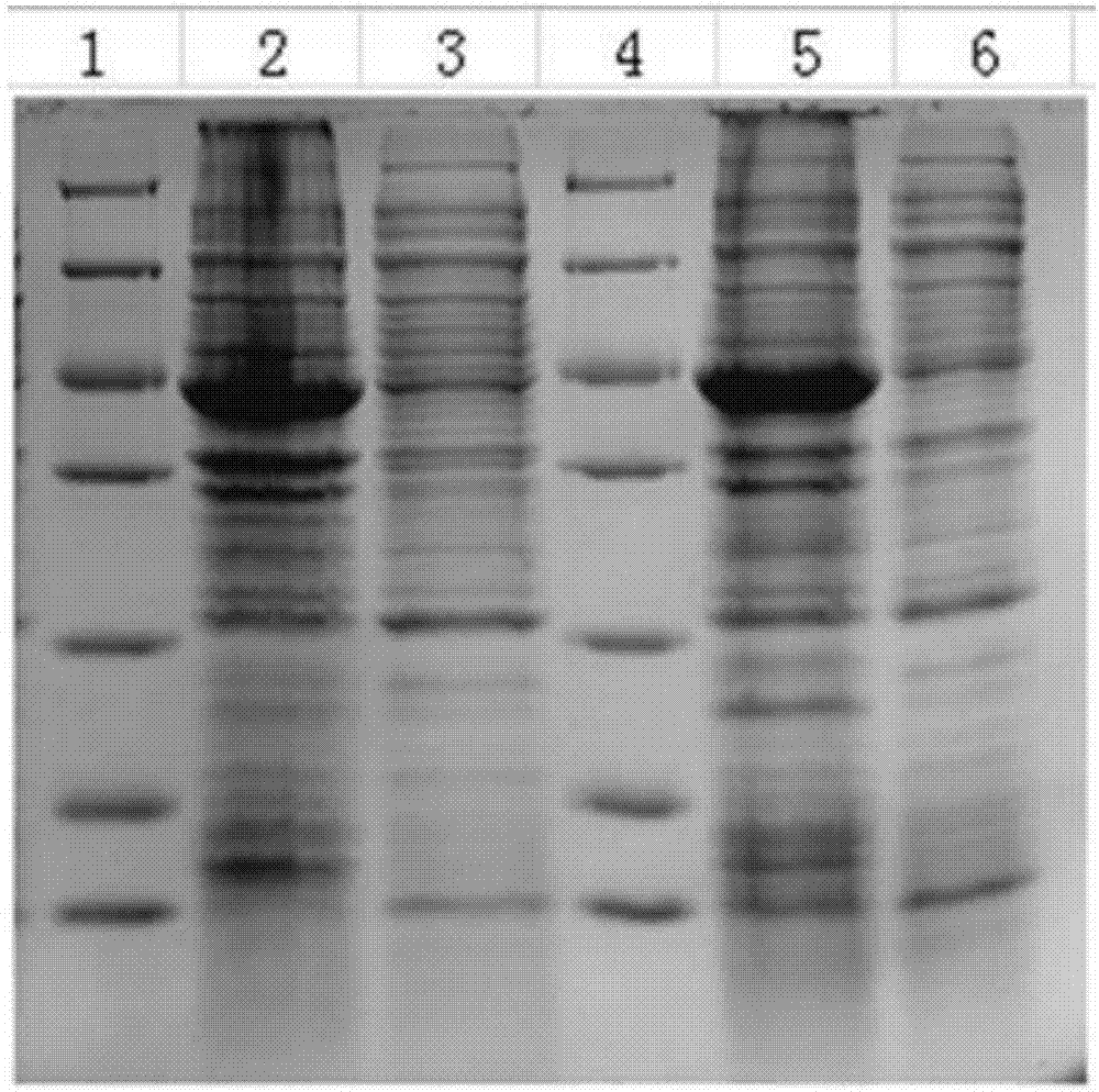 Cymbidium sinense chlorophyll catabolism regulatory protein as well as coding gene and application thereof