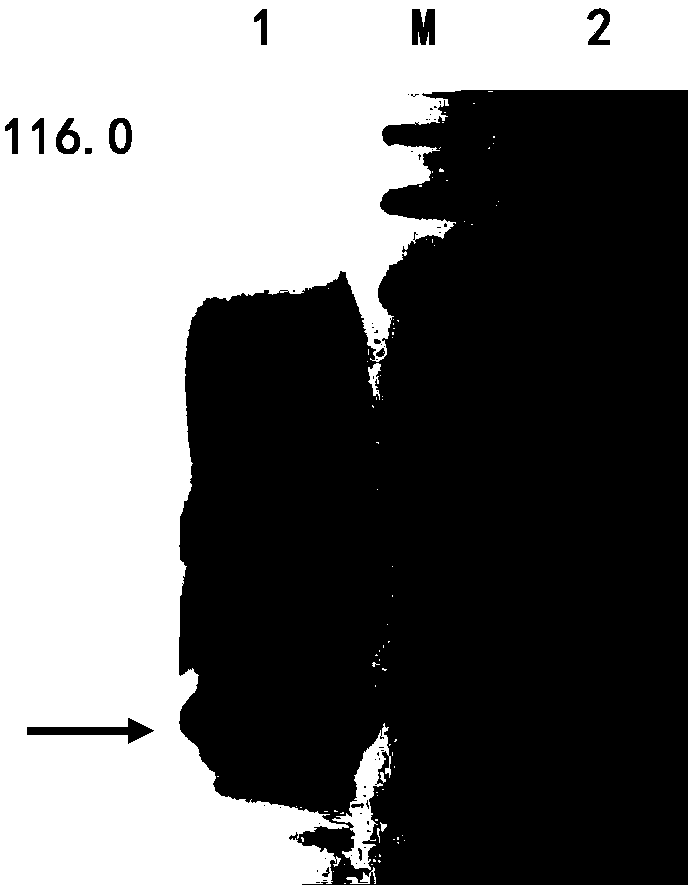 Indirect ELISA detection kit of sheep echinococciosis Eg95 protein antibody