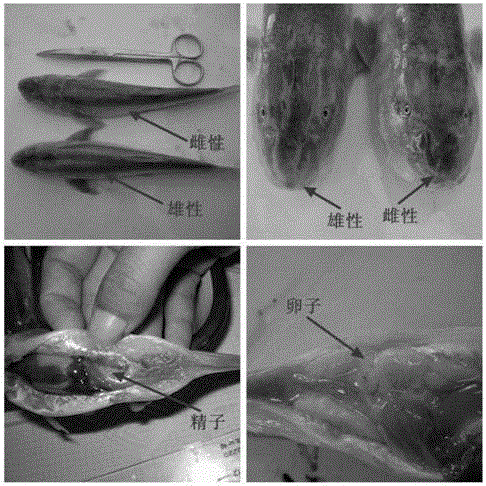 A kind of breeding method of broodstock of Yarkand plateau loach