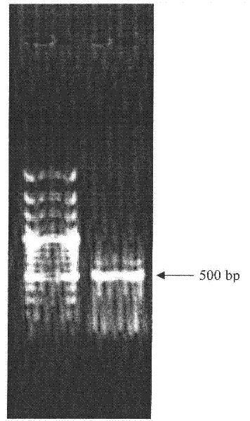 Phyllostachys edulis violaxanthin deepoxidase (PeVDE) protein, and coding gene and applications thereof