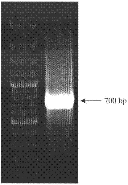 Phyllostachys edulis violaxanthin deepoxidase (PeVDE) protein, and coding gene and applications thereof