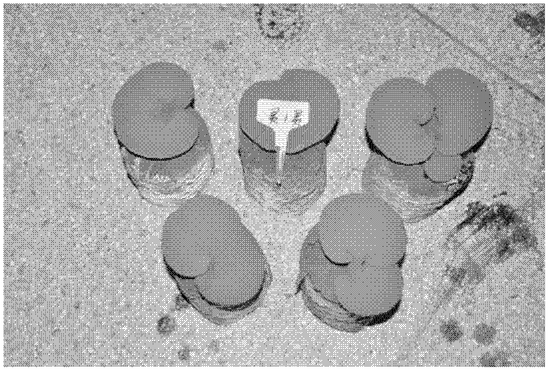 Method for culturing lucid ganoderma by using oral liquid dregs