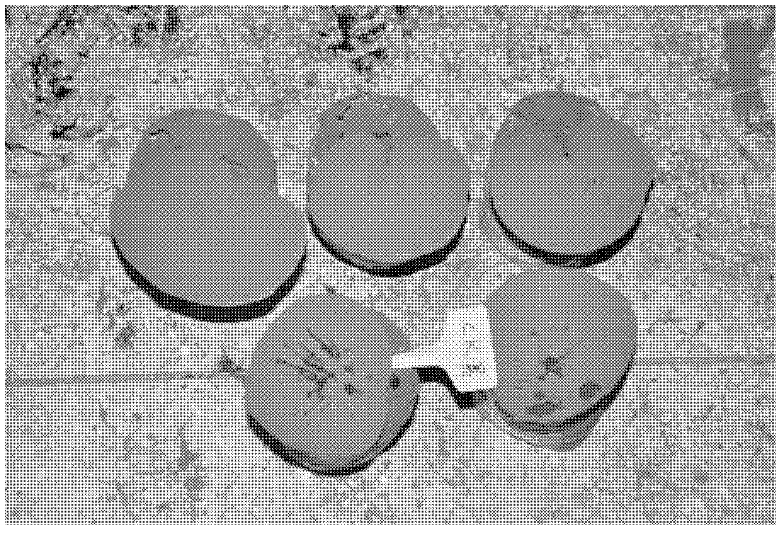 Method for culturing lucid ganoderma by using oral liquid dregs