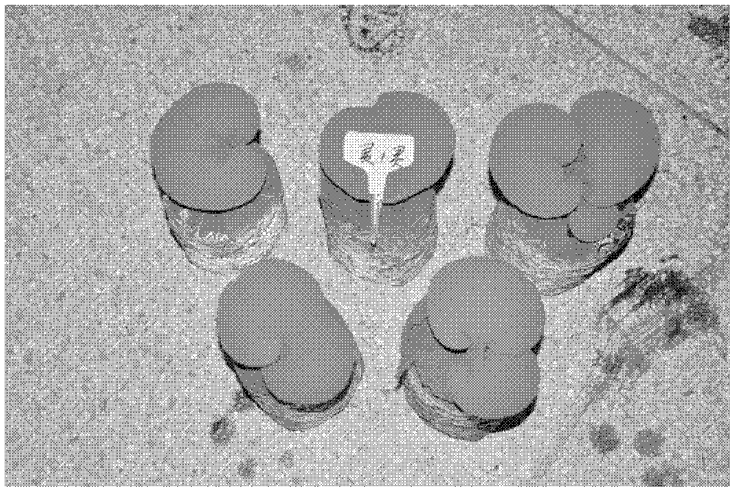 Method for culturing lucid ganoderma by using oral liquid dregs