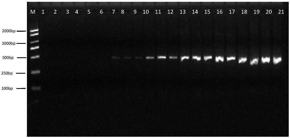 Multiplex PCR detection kit for fox origin component identification and identification of fox, rabbit and dog components in animal products