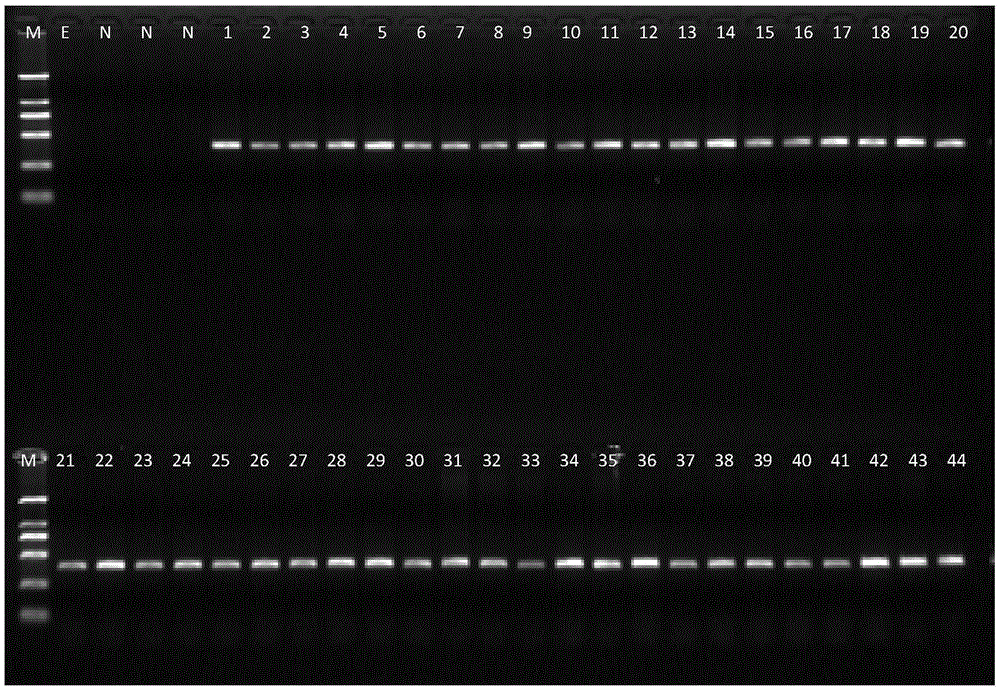 Multiplex PCR detection kit for fox origin component identification and identification of fox, rabbit and dog components in animal products