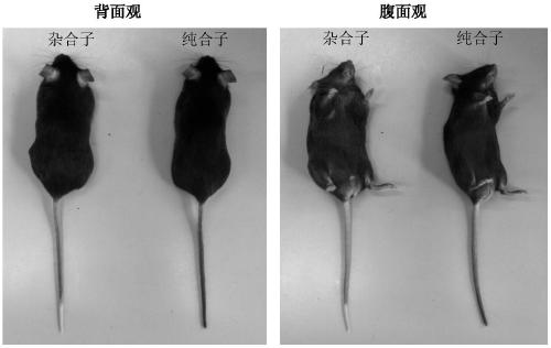Construction method of VDR gene conditionality knockout floxed mouse model