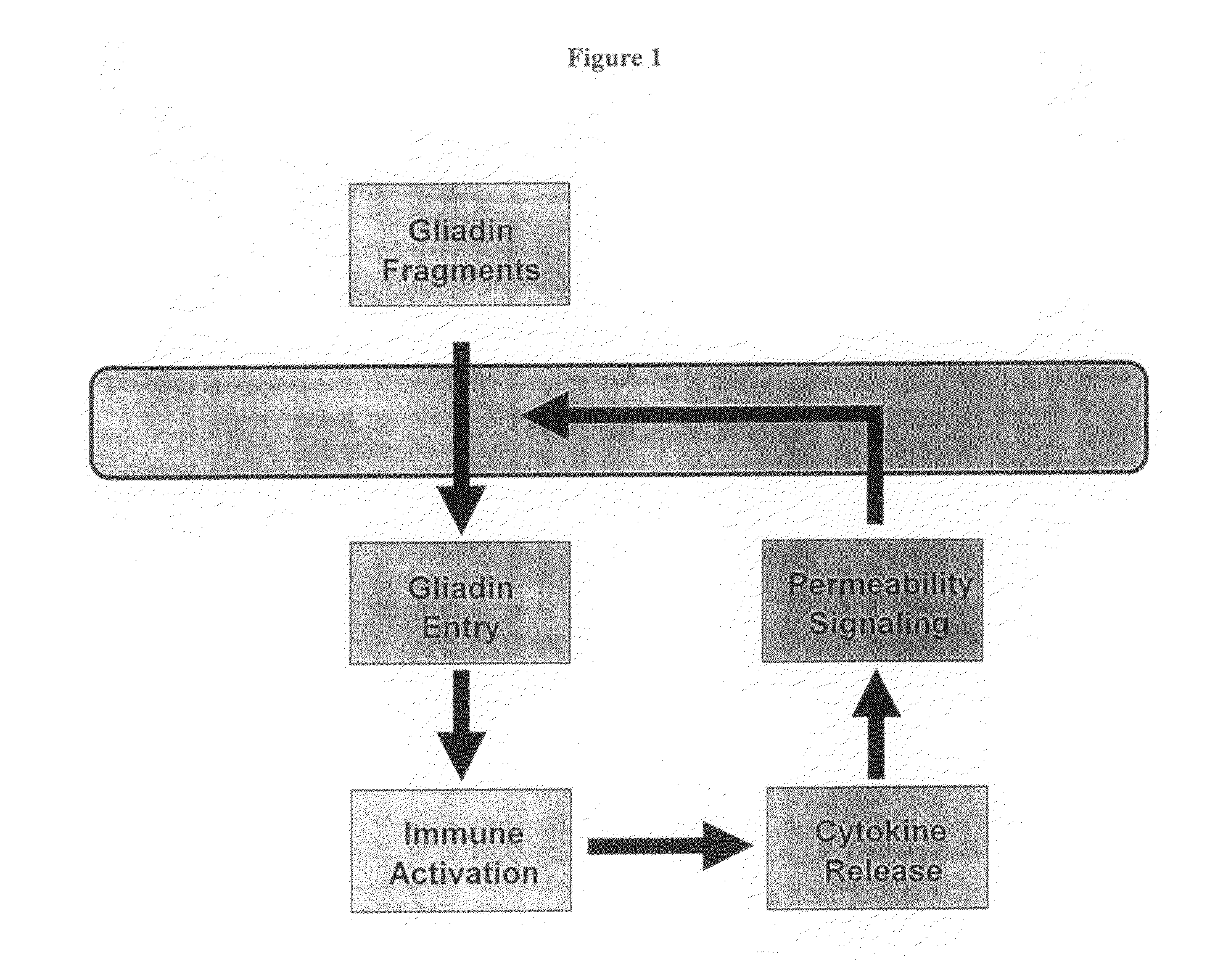 Inhibition of gliadin peptides