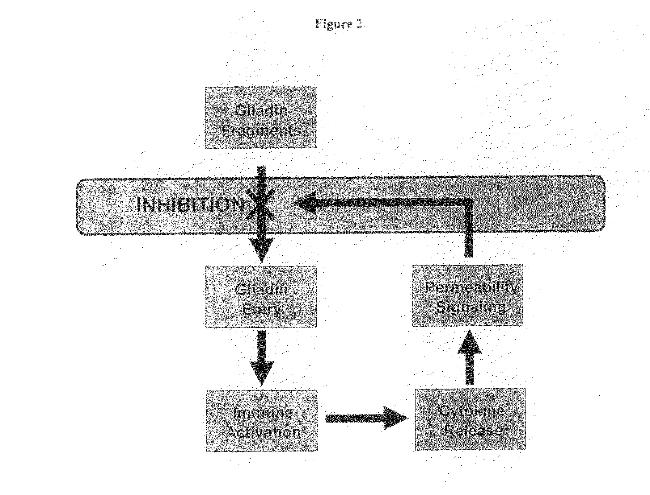 Inhibition of gliadin peptides