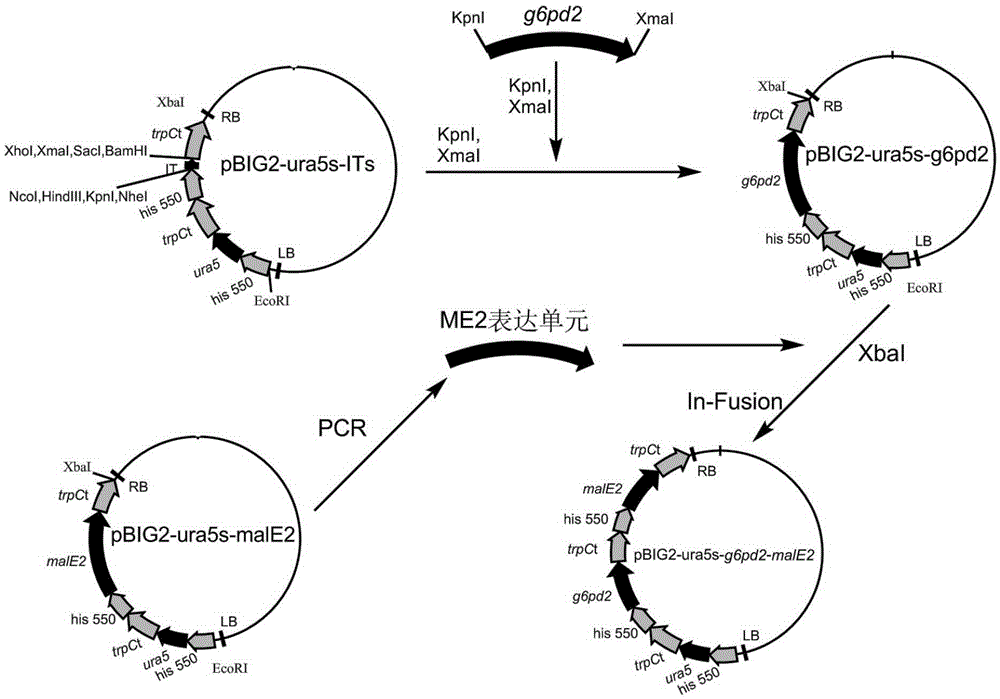 Glucose-6-phosphate dehydrogenase and malic enzyme coordinate-expressed recombinant mortierella alpine strain, constructing method thereof and application thereof