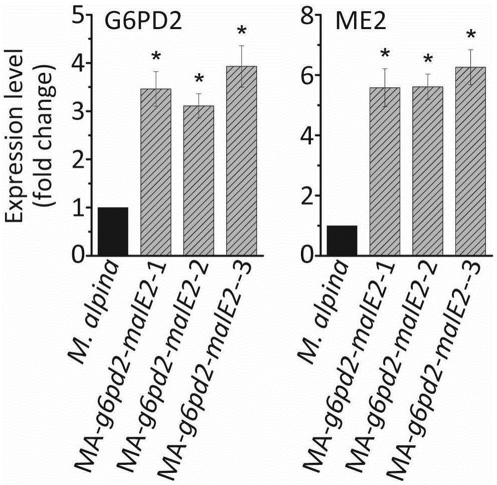 Glucose-6-phosphate dehydrogenase and malic enzyme coordinate-expressed recombinant mortierella alpine strain, constructing method thereof and application thereof