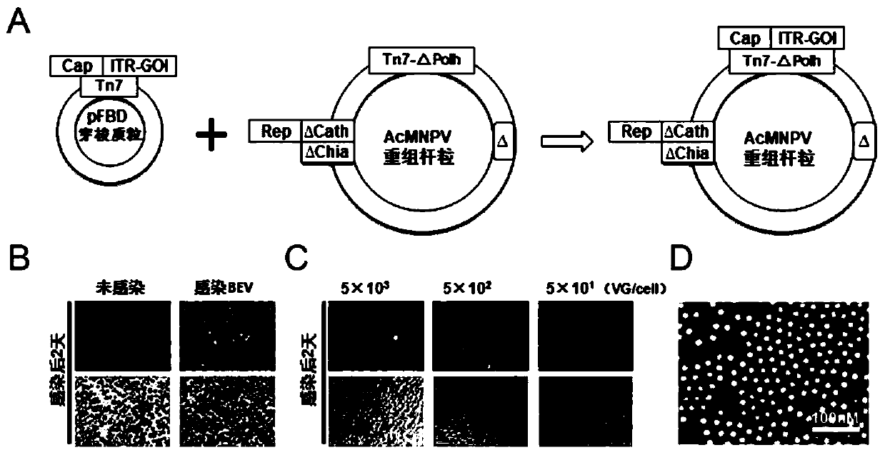 Preparation method, system and recombinant bacmid of recombinant adeno-associated virus