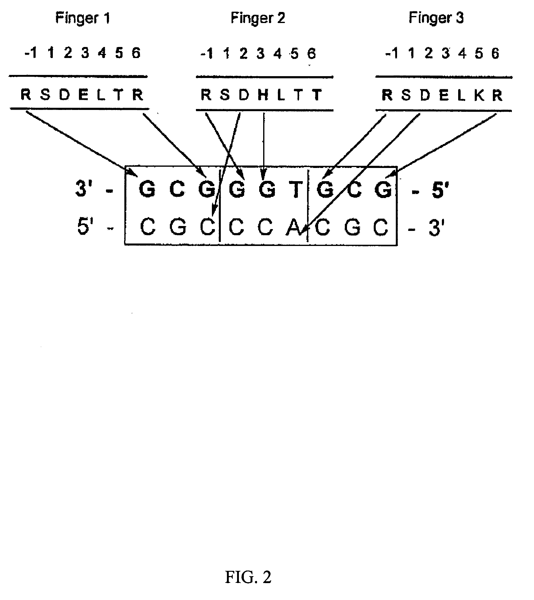 Zinc finger binding domains for tnn