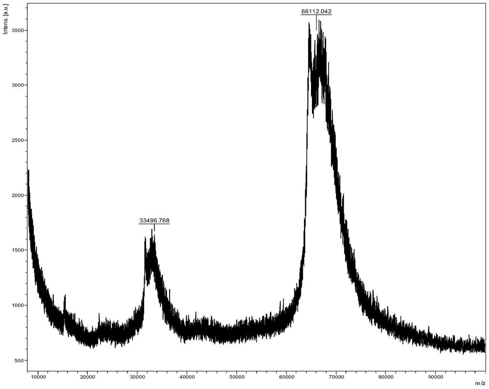 Monoclonal antibody of filamentous phage pVIII protein and application thereof