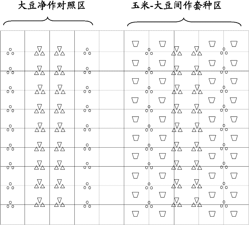 Method for detecting shade tolerance of soybeans