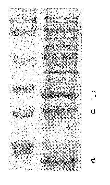 High efficient expression method for actinomyces-based nitrile hydratase gene in escherichia coli