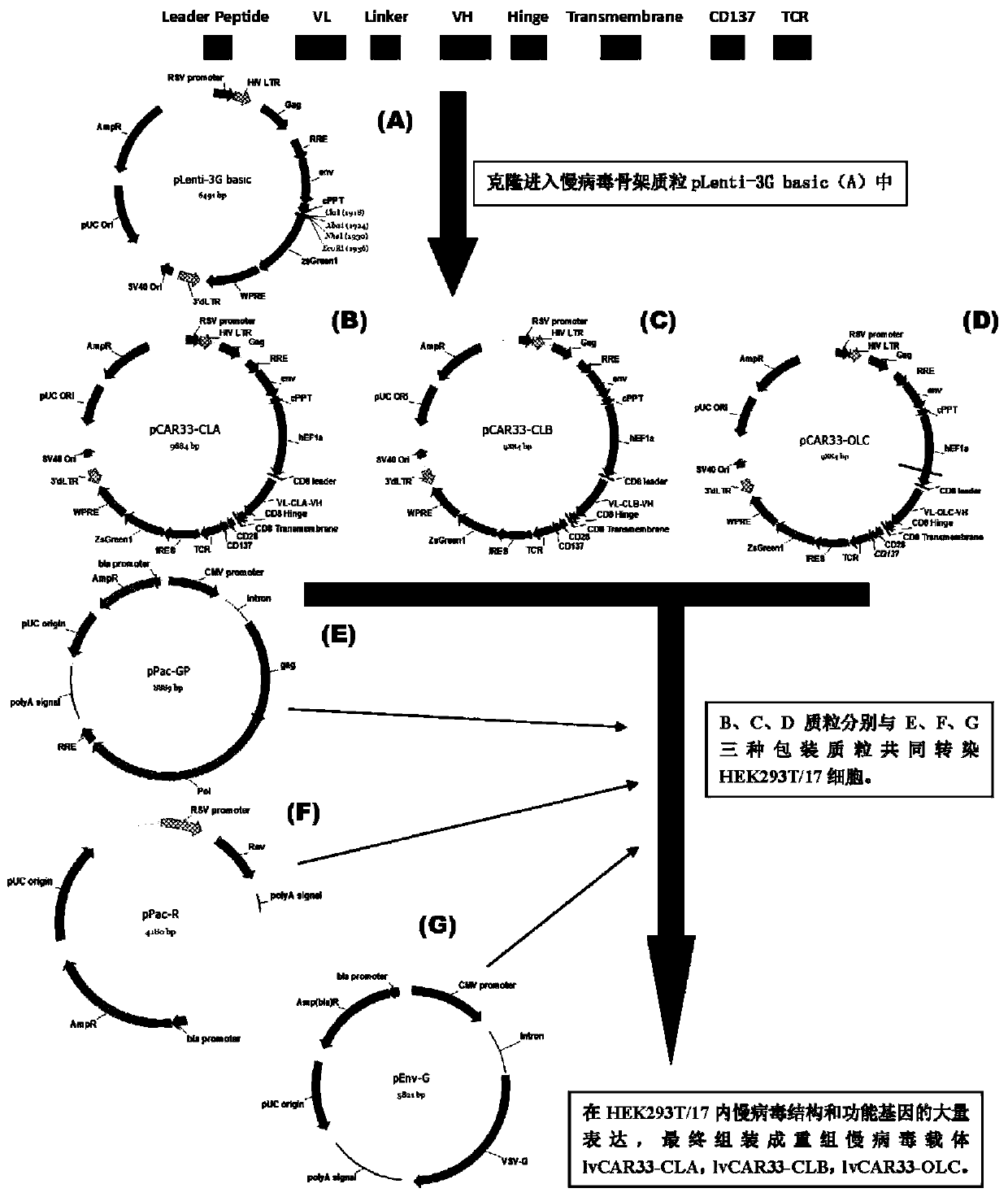 Anti-cd33 chimeric antigen receptor, coding gene, recombinant expression vector and its construction method and application