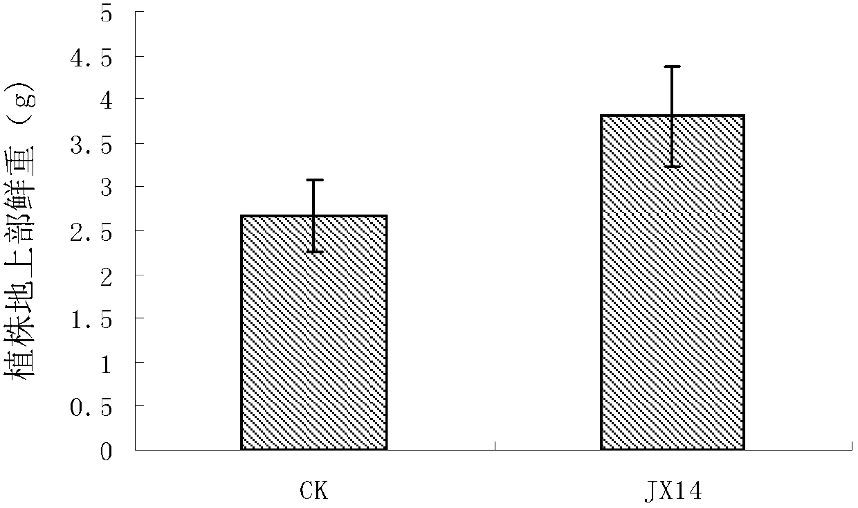 Variovorax and application thereof