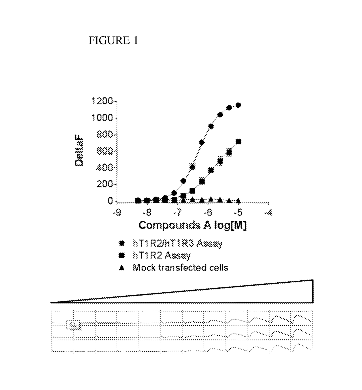 Screening assays to identify compounds which modulate T1R associated taste modalities which eliminate false positives