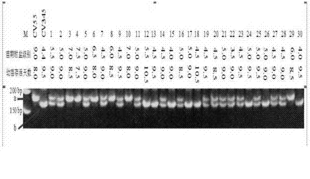 Rice seedling-stage salt-tolerant gene qST11 and molecular marker method thereof