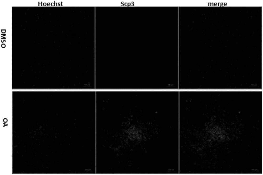 Uses of oleanolic acid in induction of differentiation of human embryonic stem cells into germ-like cells